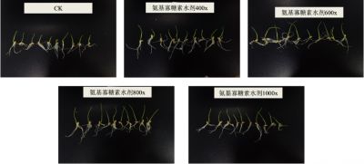 實驗2：好普拌種對小麥生長發(fā)育的影響