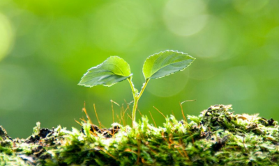 轉載‖我國植物保護工作的形勢和任務